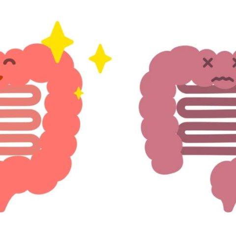 健康な腸と不健康な腸